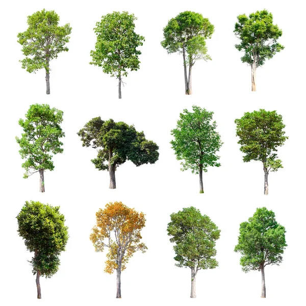 Beyaz arka plan üzerinde izole ağaçlar set.