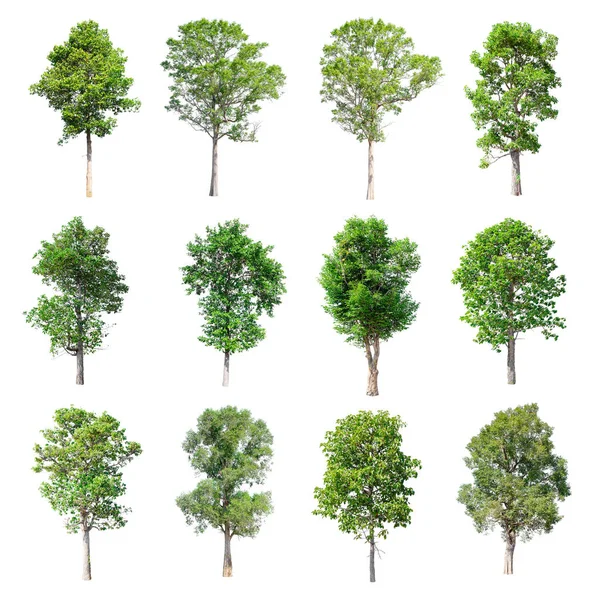 Beyaz arka plan üzerinde izole ağaçlar set.