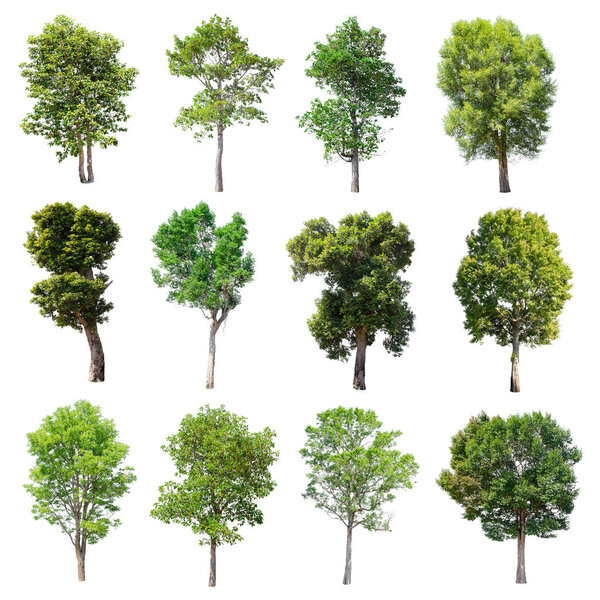 Set of isolated trees on white background.