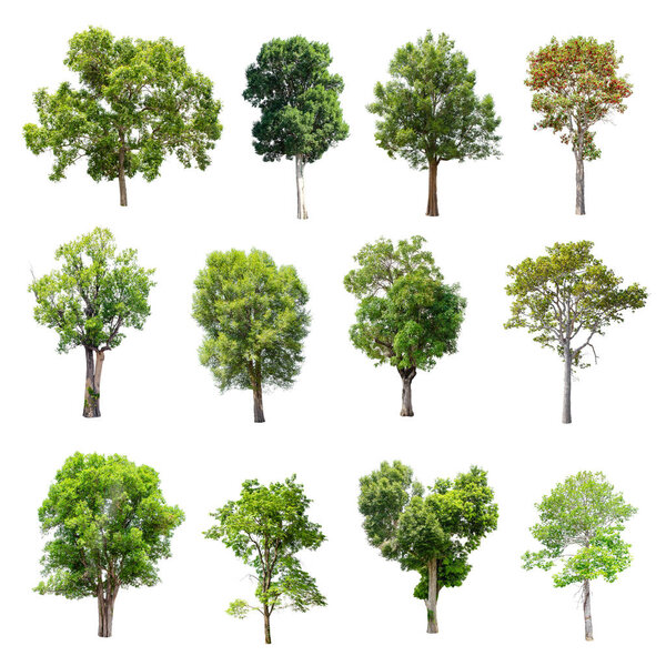 Set of isolated trees on white background.