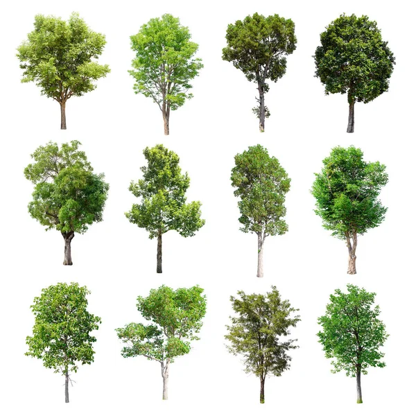 Beyaz arka plan üzerinde izole ağaçlar set.