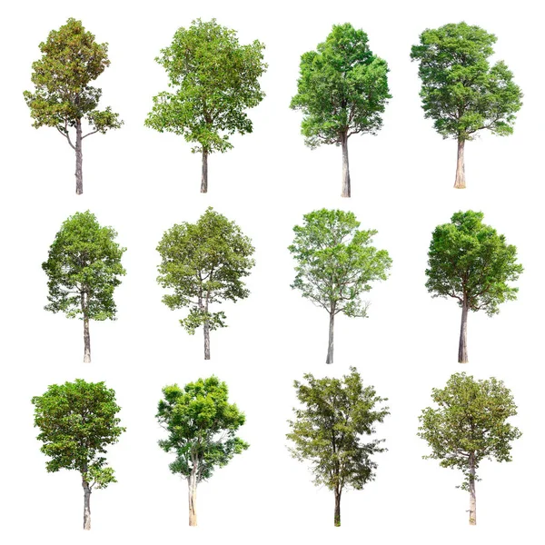 Beyaz arka plan üzerinde izole ağaçlar set.
