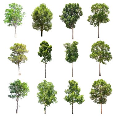 Beyaz arka plan üzerinde izole ağaçlar set.