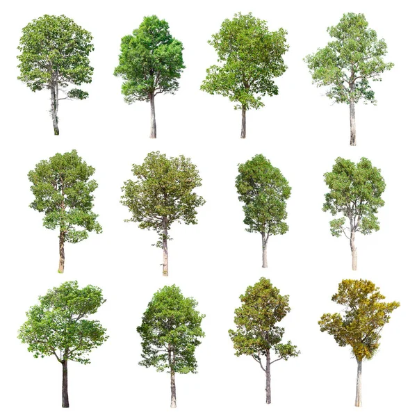 Beyaz arka plan üzerinde izole ağaçlar set.