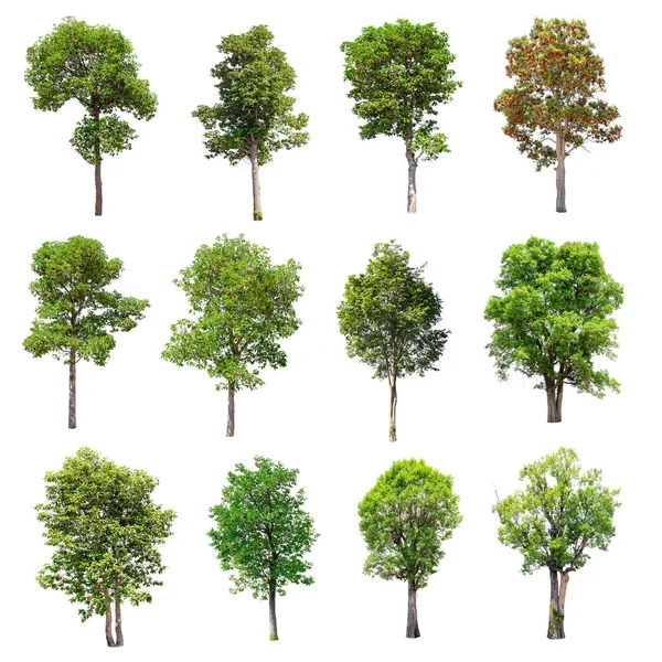 Beyaz arka plan üzerinde izole ağaçlar set.