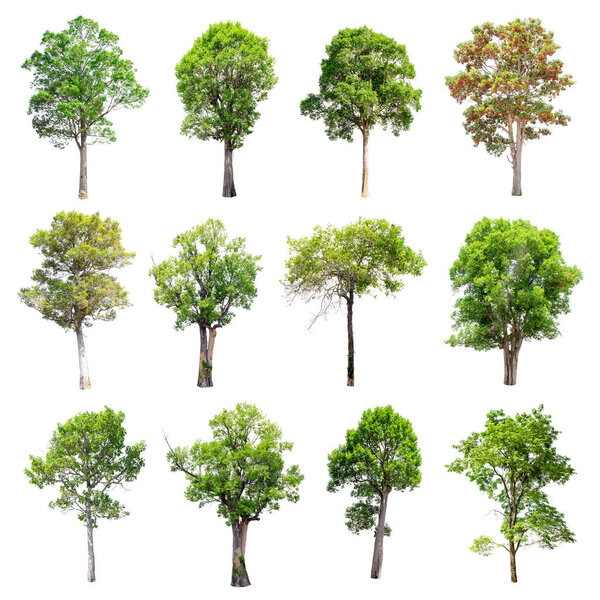 Set of isolated trees on white background.