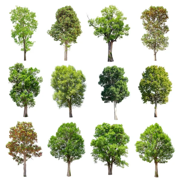 Beyaz arka plan üzerinde izole ağaçlar set.