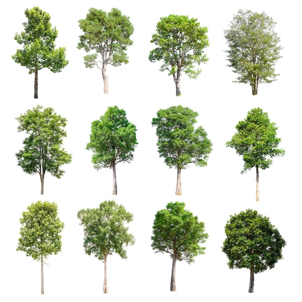 Beyaz arka plan üzerinde izole ağaçlar set.