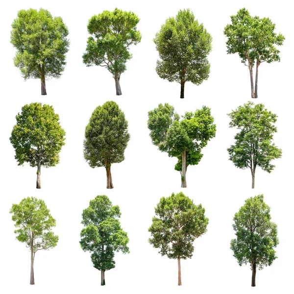 Beyaz arka plan üzerinde izole ağaçlar set.
