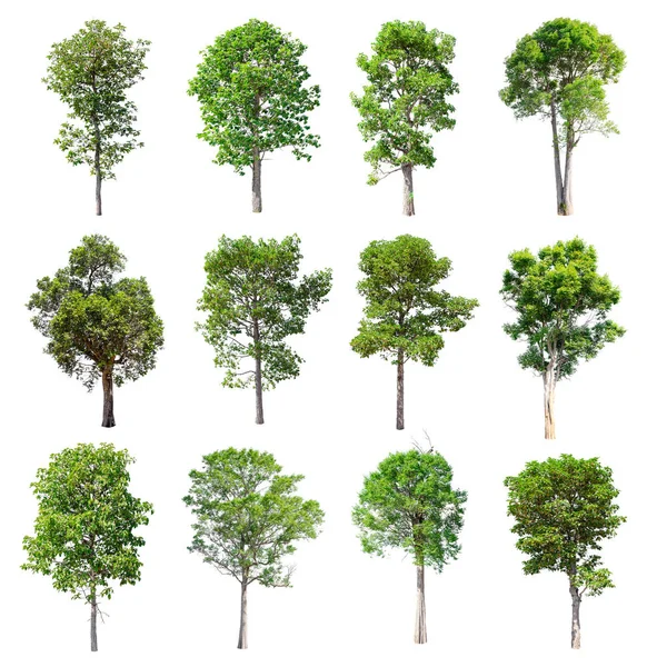 Beyaz arka plan üzerinde izole ağaçlar set.