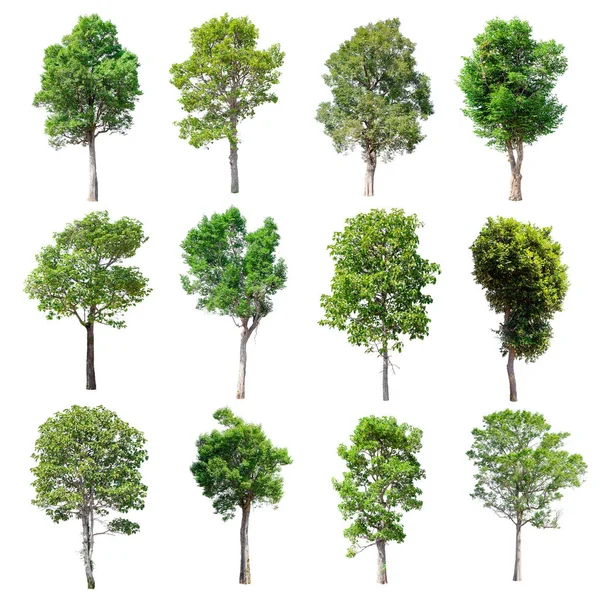 Set of isolated trees on white background. — Stock Photo, Image