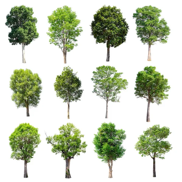 Beyaz arka plan üzerinde izole ağaçlar set.