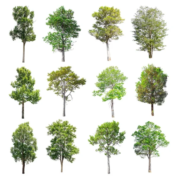 Beyaz arka plan üzerinde izole ağaçlar set.