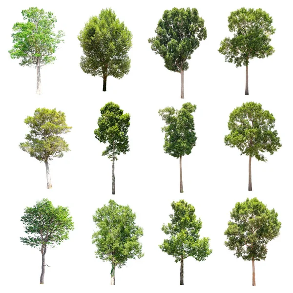 Beyaz arka plan üzerinde izole ağaçlar set.