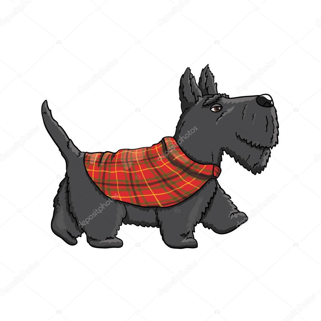 Cartoon Scotch Terrier character on a walk. Graphic vector illustration EPS 10