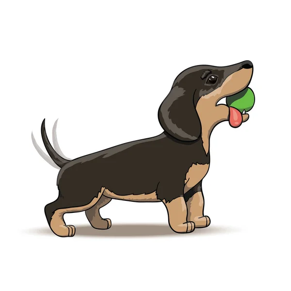 Cartoon Dachshund Personaggio Cucciolo Una Passeggiata Illustrazione Grafica Vettoriale Eps — Vettoriale Stock