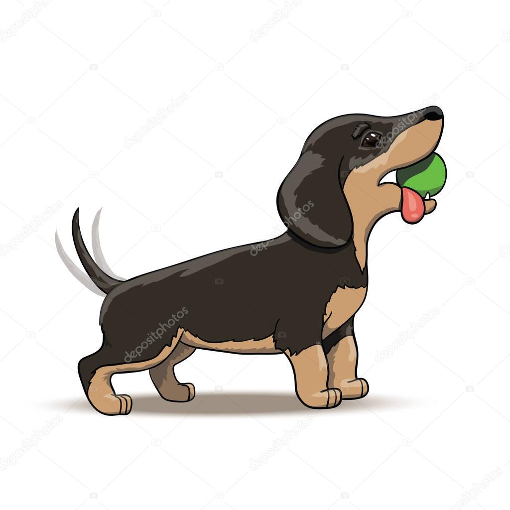 Cartoon Dachshund puppy character on a walk. Graphic vector illustration EPS 10
