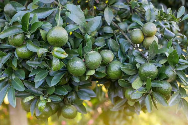 Naranja. frutas que maduran en los árboles . —  Fotos de Stock