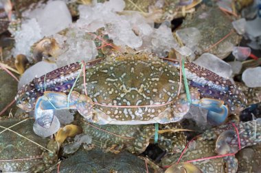 Deniz ürünleri Pazar, deniz Yengeç 