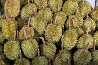 Durian, Tayland meyve. tropikal meyve lezzetli, tatlı bir