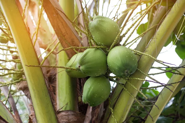 Coconut with rain drops — Stock Photo, Image