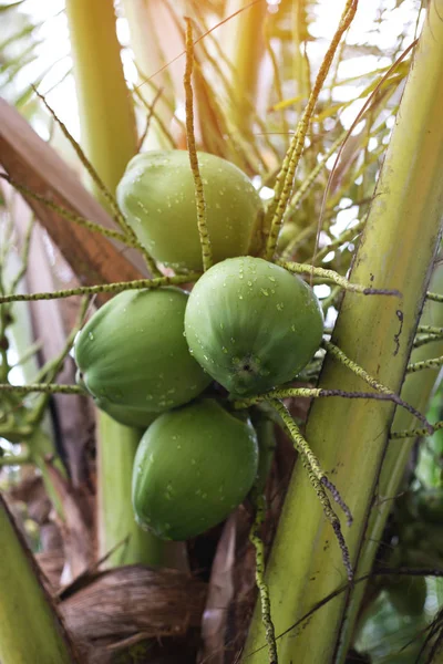 Coconut with rain drops — Stock Photo, Image