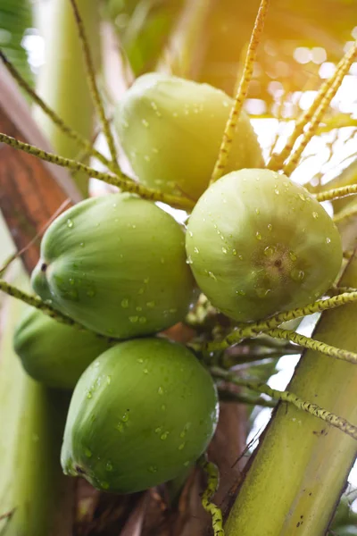 Coconut with rain drops — Stock Photo, Image