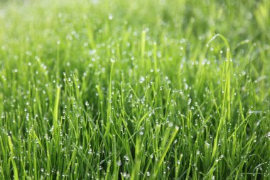 Parlak yeşil çimen çiy damlacıkları ile güneş ışığı altında. Arka plan, doku