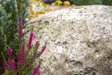 Heather çiçek (calluna vulgaris, erica, ling) üzerinde gri taş zemin üzerine demet.