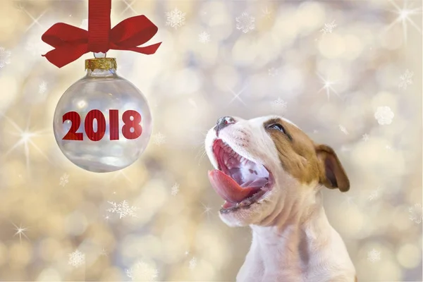 Sevimli köpek Amerikan Staffordshire Terrier köpek 2018 yeni yıl Noel özniteliklere sahip bir sembolü olarak. Kavram yeni yıl.