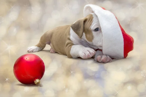 Yeni yıl arka plan üzerinde Noel süsleme ile sevimli Amerikan Staffordshire Terrier köpek yavrusu