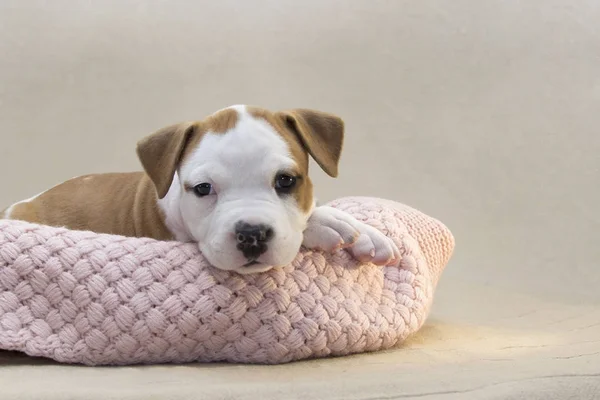 Örme şal olan bir kutu içinde yatan köpek yavrusu. Amerikan Staffordshire Terrier