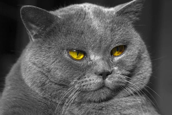 Close-up of a gray British Shorthair cat with orange eyes. — Stock Photo, Image