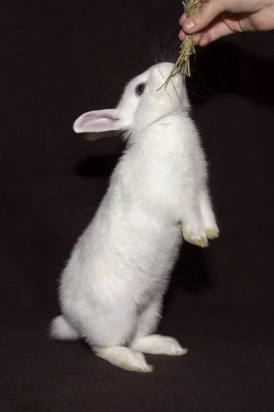 Weiße Kaninchen auf schwarzem Hintergrund fressen Heu mit den Händen — Stockfoto