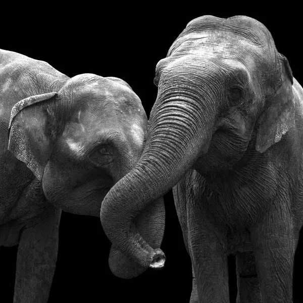 Dos elefantes enamorados, en el zoológico, aislados sobre un fondo negro —  Fotos de Stock