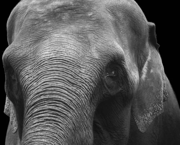 Cabeza de elefante aislada sobre fondo negro —  Fotos de Stock