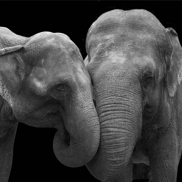 Dos elefantes enamorados, en el zoológico, aislados sobre un fondo negro —  Fotos de Stock