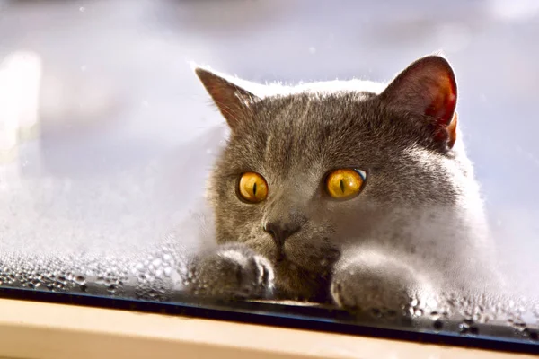 A gray cat of British breed with big yellow eyes looking inside the window, begging home with a walk. Stock Picture