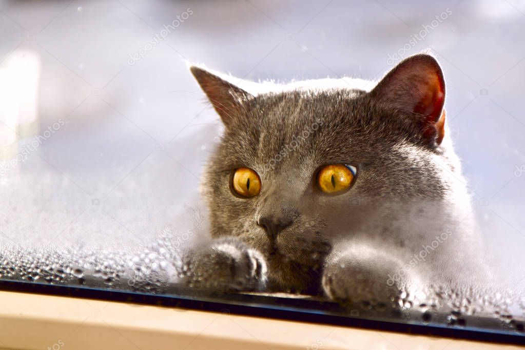 A gray cat of British breed with big yellow eyes looking inside the window, begging home with a walk.