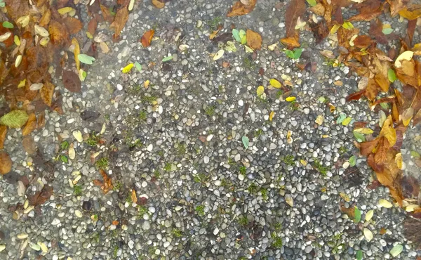 Fond d'automne - chute de feuilles sur un fond pierres de mer, espace de copie — Photo