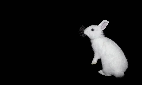 Coniglio bianco su isolare uno sfondo nero . — Foto Stock