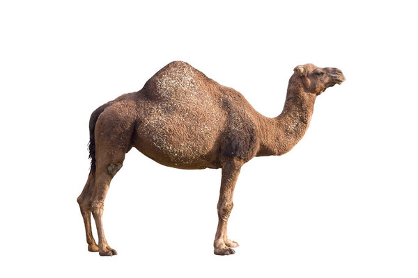 A camel on isolate a white background.