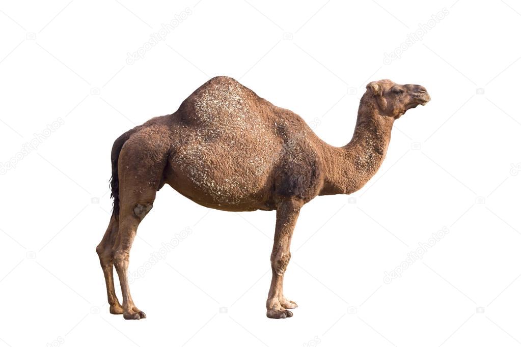A camel on isolate a white background.