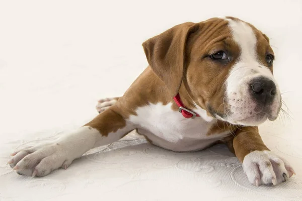 Sevimli köpek Amerikan Staffordshire Terrier beyaz zemin üzerine izole yakın çekim