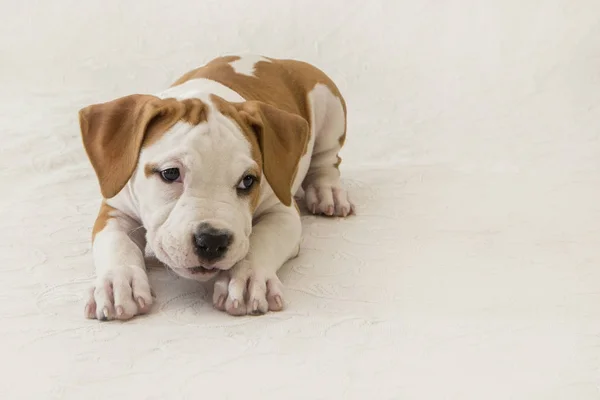 Filhote de cachorro bonito American Staffordshire Terrier isolado no fundo branco. Close-up com espaço para cópia Fotos De Bancos De Imagens Sem Royalties