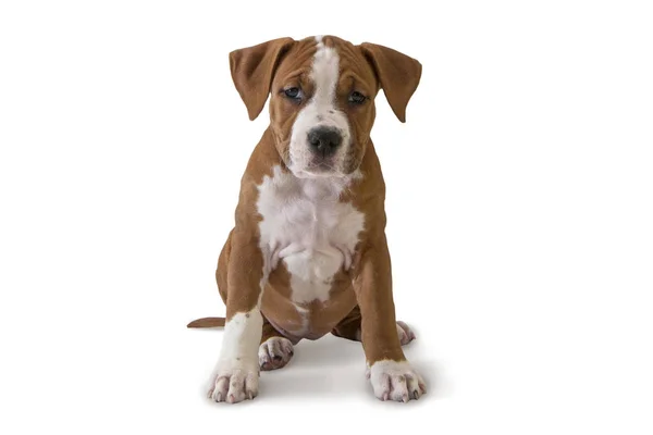Cute puppy American Staffordshire Terrier isolated on white background, close-up Royalty Free Stock Images