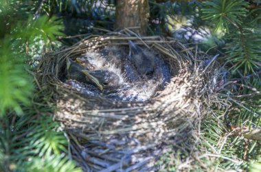Sadece kuş yuvada tarihi. Turdus pilarus. Doğada Jay yuva