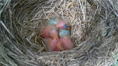 Sadece kuş yuvada tarihi. Turdus pilarus. Doğada Jay yuva