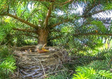 Bebek kuşlar yuvaya ağızlı açın. Turdus pilaris. Doğada catbird yuvası. Yeşil filtre.