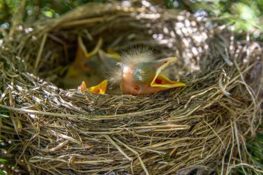 Bebek kuşlar yuvaya ağızlı açın. Turdus pilaris. Doğada catbird yuvası. Yeşil filtre.